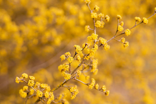 Yellow flowering tree. Spring flowering. Yellow inflorescence. Spring Flowers. High quality photo