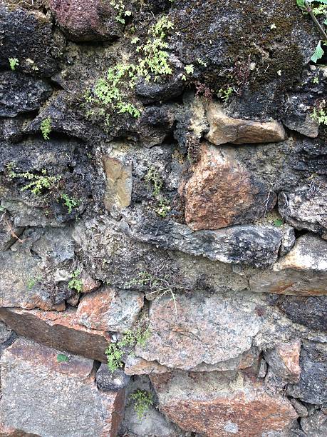 istock Moss Covered Stone Wall with Green Plants 2254438225