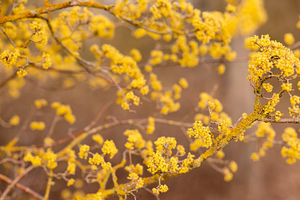 Yellow flowering tree. Spring flowering. Yellow inflorescence. Spring Flowers. High quality photo