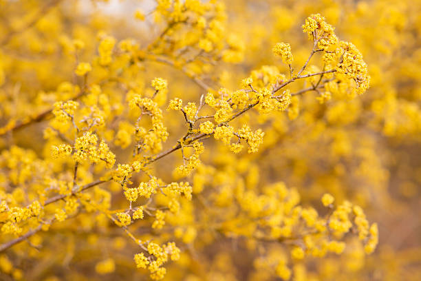 istock Yellow flowering tree. Spring flowering. Yellow inflorescence. Spring Flowers 2254439118