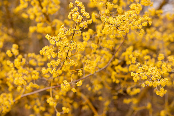 istock Yellow flowering tree. Spring flowering. Yellow inflorescence. Spring Flowers 2254439158