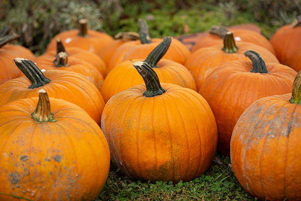istock Ripe pumpkins arranged outdoors on grass in autumn 2254439485