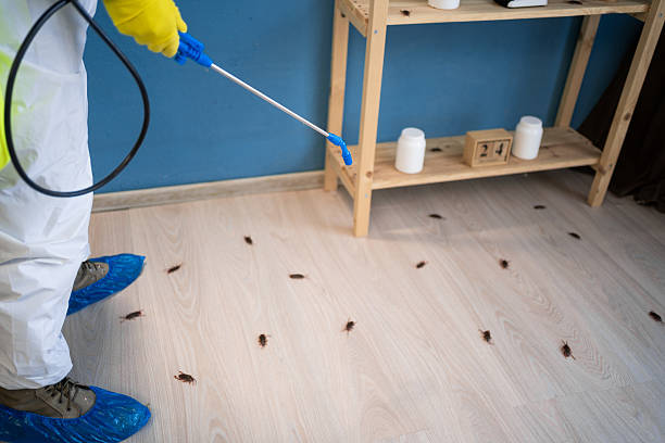 istock Pest control exterminating roaches. Male exterminator in protective suit and gloves spraying insecticide on cockroaches on floor at home 2254439650