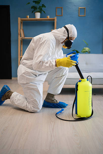 istock Pest control exterminator in white protective suit, mask and gas respirator with sprayer equipment killing cockroaches in apartment or house on the floor. 2254439656