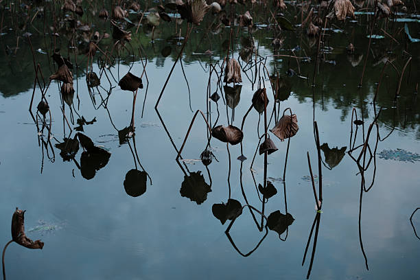 A quiet autumn scene featuring dried lotus leaves and seed pods in a still pond. The weathered textures and soft reflections convey a sense of seasonal transition and natural cycles, with a subdued palette of browns and muted greens.