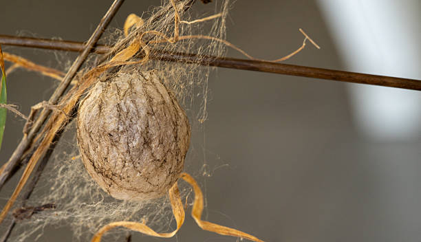 istock Praying Mantis Egg Cocoon Hanging on Dry Twig 2254440362