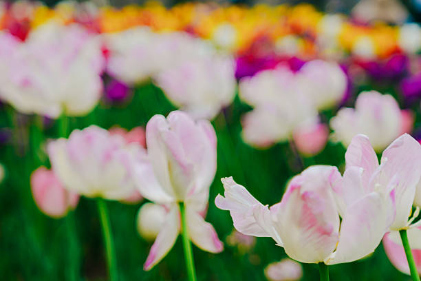 Tulips, poppies and cherry blossoms in the forest park