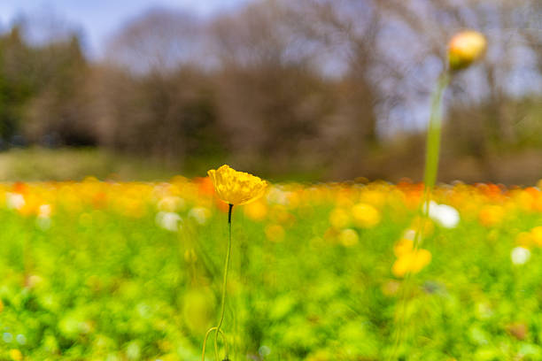 Tulips, poppies and cherry blossoms in the forest park