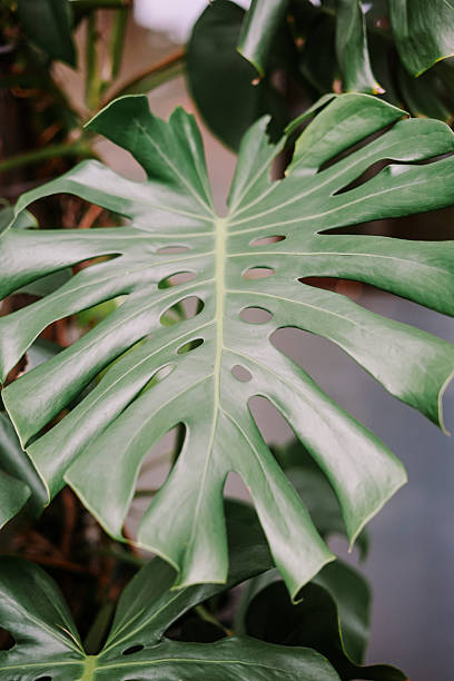 istock Lush Green Monstera Plant Leaf with Unique Natural Pattern 2254441556