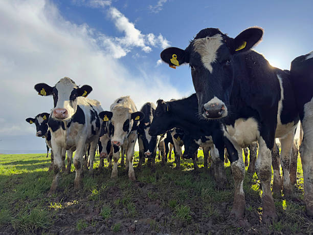 Low angle, front view of dairy cows on field