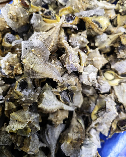 istock Snails in a fish shop 2254442196