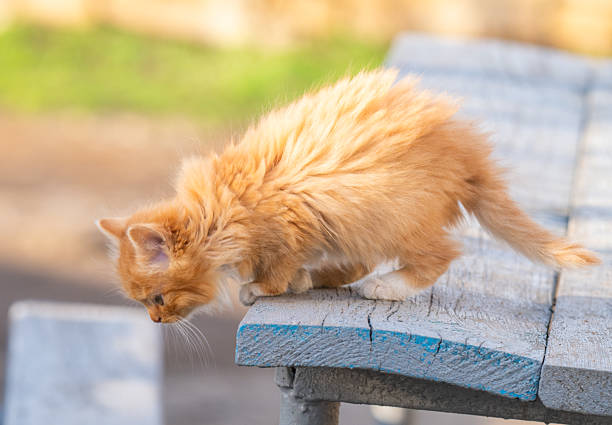 Ginger kitten, just found, standing on a floor, kept in sunlight and surrounded by shadow