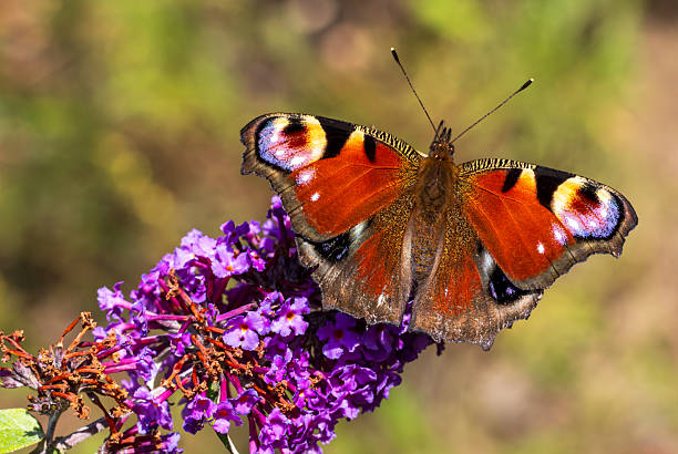European peacock butterfly(Aglais io) resting on purple buddleia bloom, bright garden background, close up insect photo