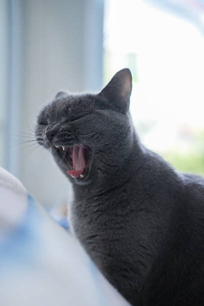 British Blue, British Shorthair cat yawning
