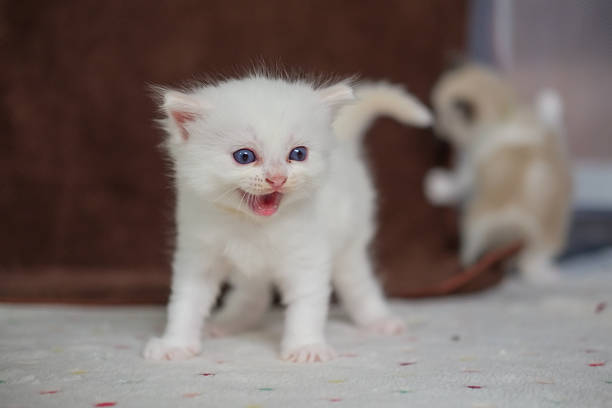 1 month old ragdoll kitten meowing. domestic cat