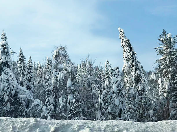 Landscape shot of a peaceful lake with mirror reflection surrounded by a dense frosted Canadian boreal forest during Autumn. Taken in Quebec, Canada, during an Autumn day.