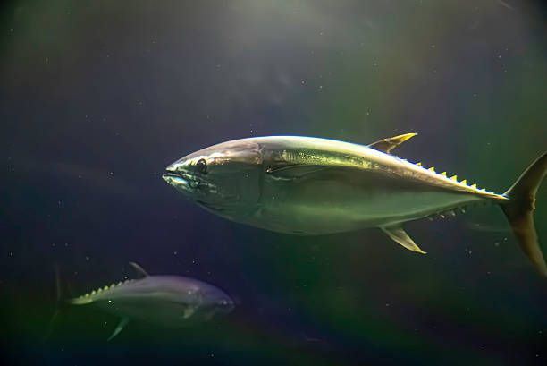 Bluefin tuna swimming underwater