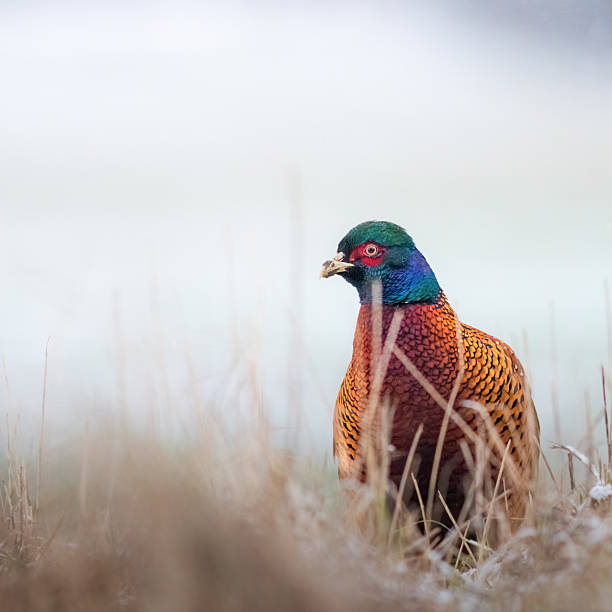 adult pheasant in the snow