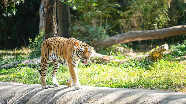 istock A strong bengal tiger is walking in the jungle. 2254449140