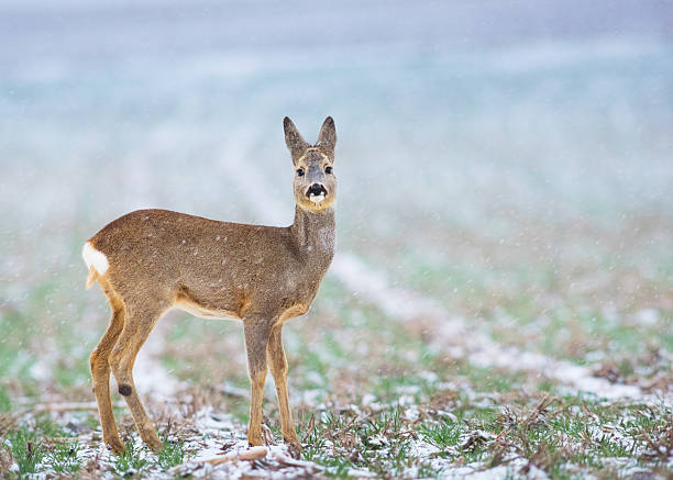 istock Wild roe deer in a frost covered field 2254449169