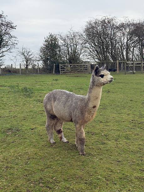istock Stud Alpaca In Winter, Northamptonshire, England 2254450214