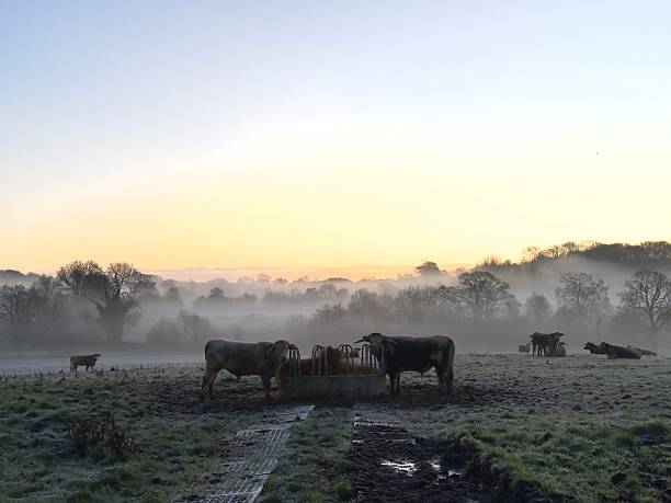 Beef cattle stand in a field in rural Northamptonshire, at dawn as the sun is just starting to rise, a low mist lying between the trees in the background.