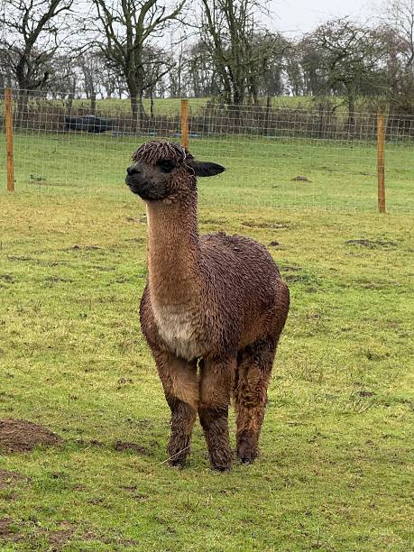 istock Stud Alpaca In Winter, Northamptonshire, England 2254450269