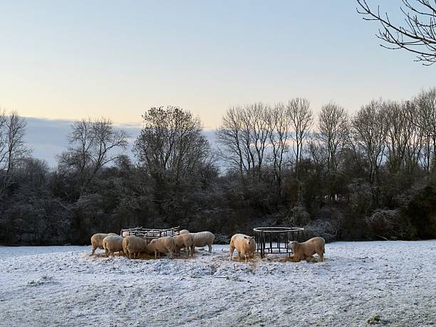 Snowy sheep on a cold winters day