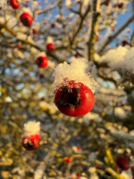 A tree with snow and the sun shining through.