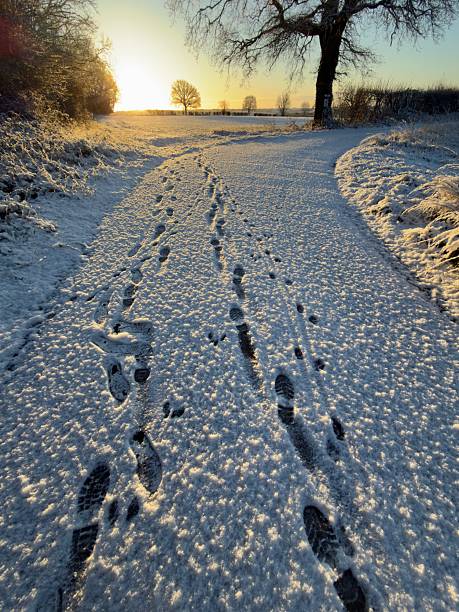 Two set of human footprints accompanied by dog footprints mark the freshly fallen snow on a single track road in rural Northamptonshire at sunrise