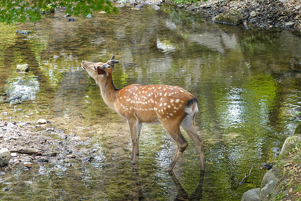 istock Timeless low-angle view of Nara deer in park 2254450439