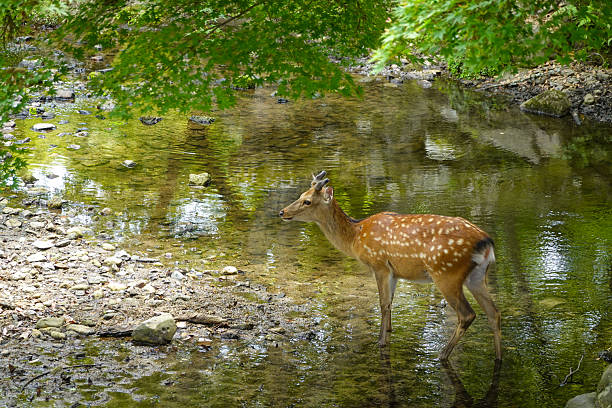 istock Timeless low-angle view of Nara deer in park 2254450459