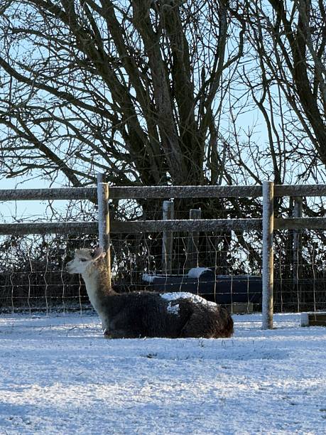 A stud alpaca lies in a snowy paddock on a sunny winter morning on a farm in rural Northamptonshire
