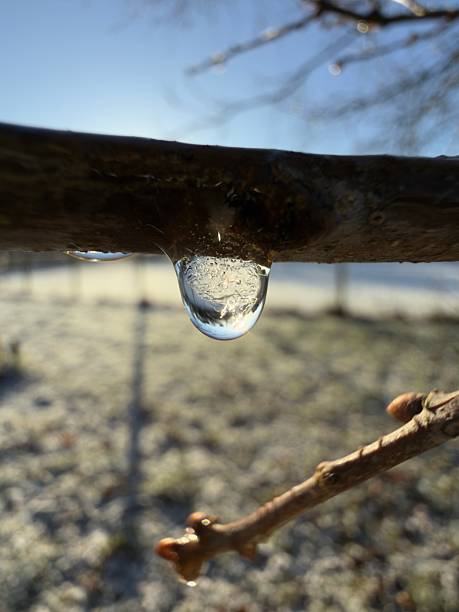 A single frozen water droplet clings to the branch of an oak tree on a farm in rural Northamptonshire