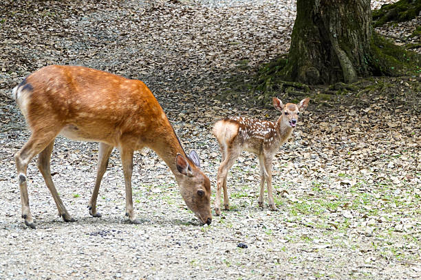A natural scene of sika deer in a Japanese park environment with greenery.