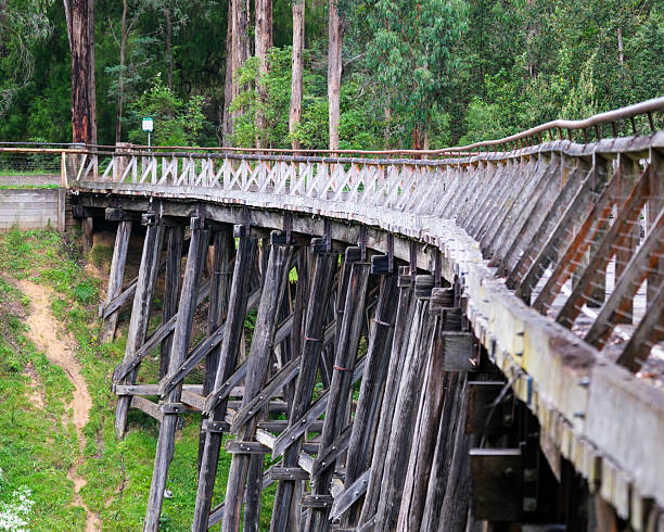 Side profile showing the rhythmic vertical timber stacks and iconic curve of the Noojee Trestle Bridge amidst dense native bushland.