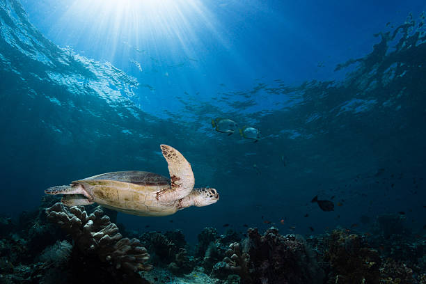 istock Green sea turtle swims through coral reef under bright sun rays in clear blue water during midday in an ocean environment 2254454836