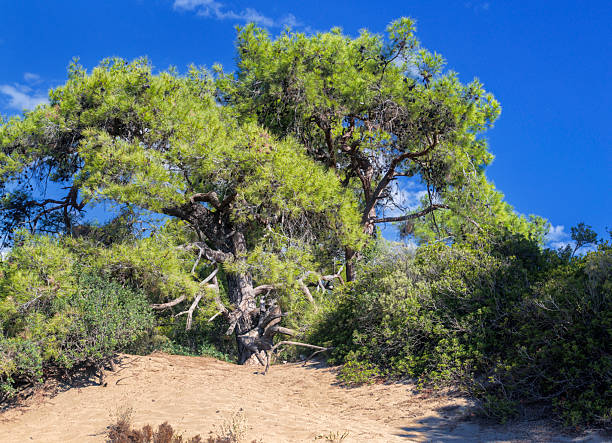 A dead tree in the Salton Sea, California