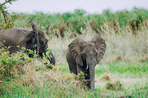 Two young elephants move through tall grasses in the Okavango Delta, conveying wildlife serenity and natural beauty of Africa’s savanna. A peaceful, intimate moment in nature photography.
