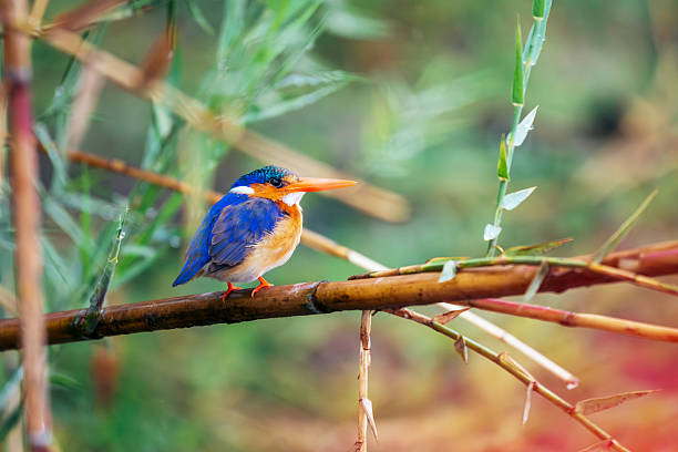 A vivid kingfisher with blue plumage and orange chest perches on a bamboo stalk in a lush wetlands setting, capturing tropical wildlife beauty and serene nature in Africa.