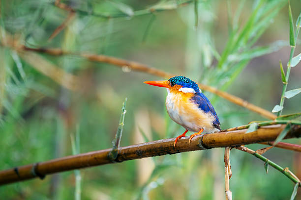 A vivid kingfisher with a blue-green crown and bright orange beak sits on a bamboo stalk in lush greenery, conveying lively wildlife and tranquil nature of Africa’s wetlands.