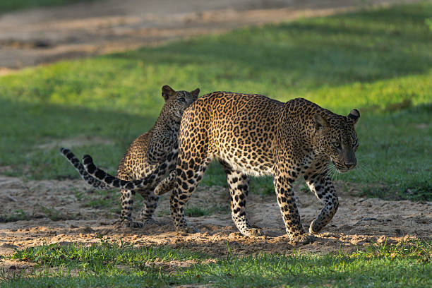 istock Following Close: Leopard Mother Leads Her Cub 2254458760