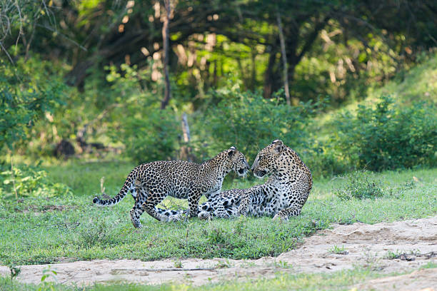 istock Gentle Greeting: Leopard Mother and Cub Reunion 2254458871