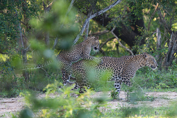 istock Cub Climbing On: Leopard Mother and Playful Follower 2254458878