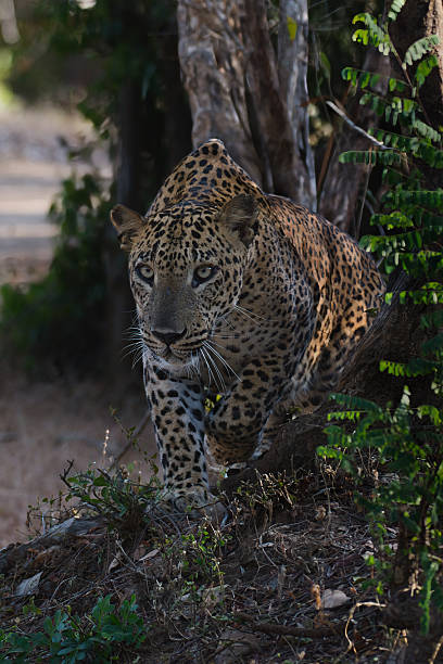istock Sri Lankan Leopard Stalking Prey in Forest Shadows 2254459948