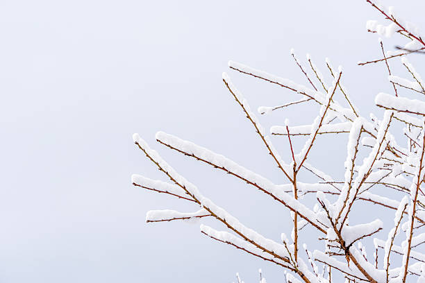 Snow-covered tree branches with small red berries softly backlit by winter light against a pale sky, creating an airy minimal background with generous copy space.