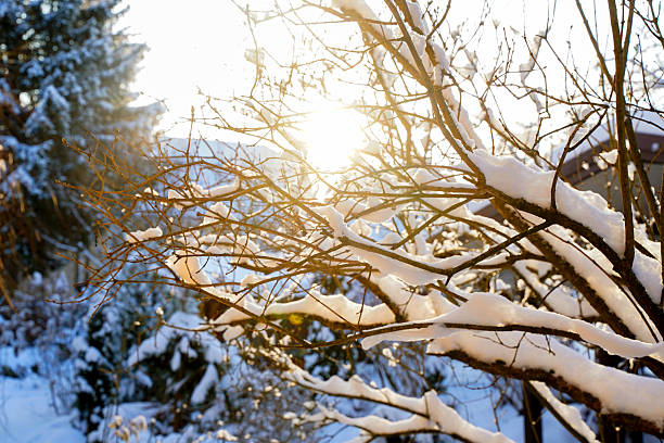 Tree branches adorned with fresh snow catch sunlight, creating a tranquil winter scene with a soft glow and a serene ambiance in the natural environment