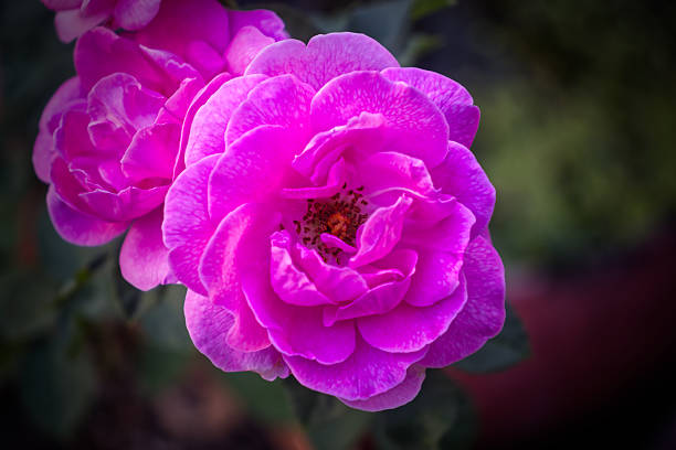 Beautiful pink roses in natural light, with a natural backdrop