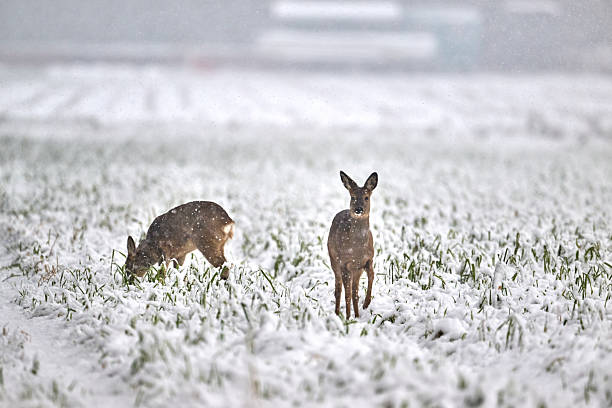 istock roe deer in the snow 2254461466