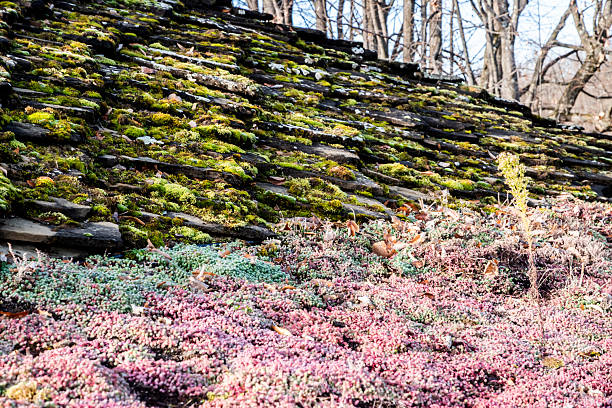 Moss-covered stone roof with colorful succulents on a traditional rural house under clear blue winter sky